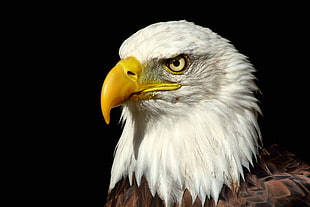US American Eagle