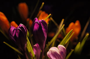 selective-focus photography of purple flower, crocus HD wallpaper
