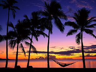 silhouette of coconut trees with hammock near beach at golden hour