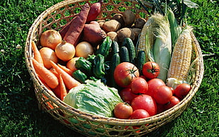 vegetables on basket surrounded by grass