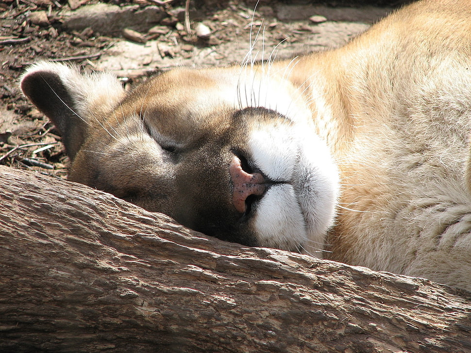 Lioness sleeping during daytime HD wallpaper