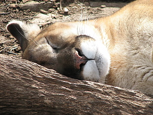 Lioness sleeping during daytime