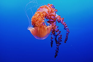 photography of jelly fish