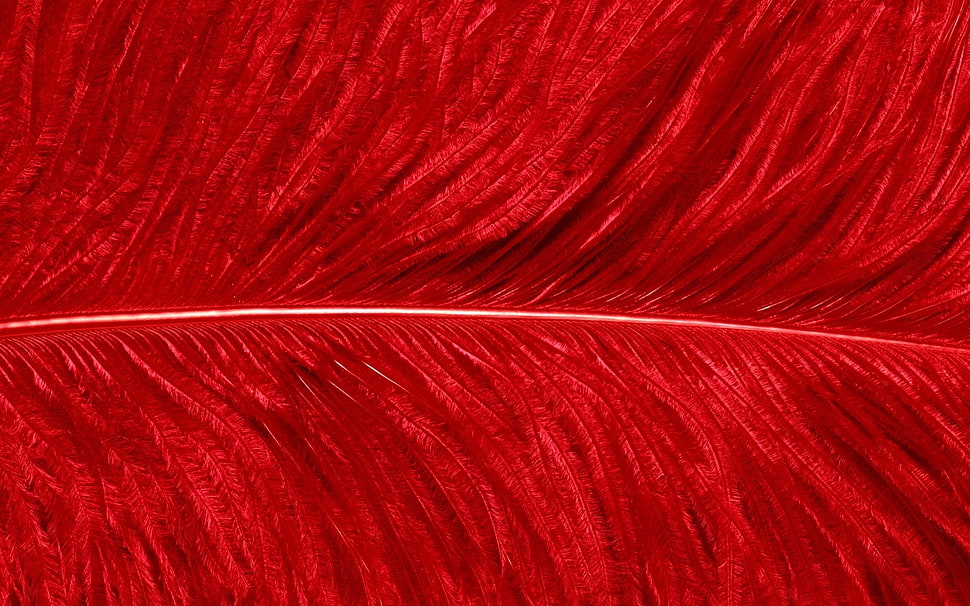 close photo of red feather HD wallpaper