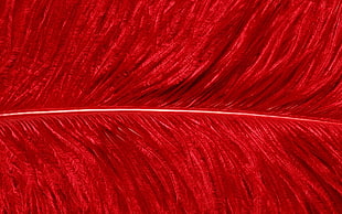 close photo of red feather