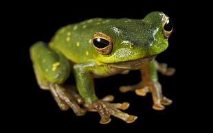 green and yellow frog figurine, frog, animals, amphibian HD wallpaper