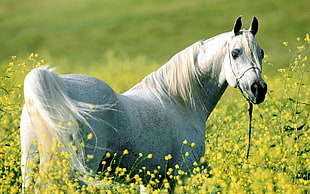 adult white horse standing yellow petaled flower