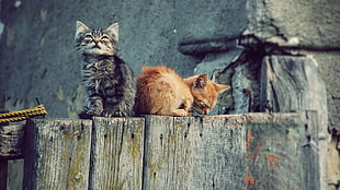 photography of silver and orange tabby kittens