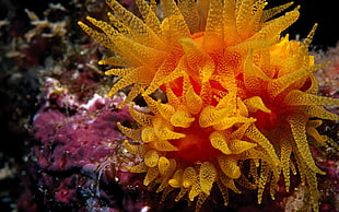 yellow coral reefs HD wallpaper