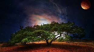 landscape photography of green leaf tree under full moon