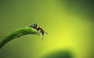 closeup photography of Bullet Ant on green leaf during daytime