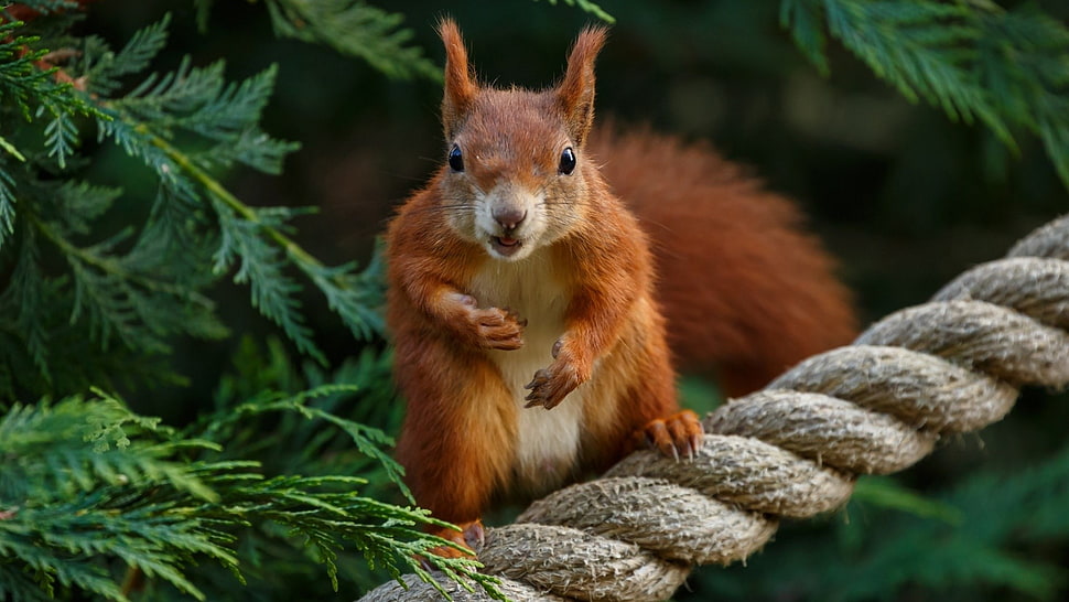 orange and white squirrel, squirrel, animals HD wallpaper