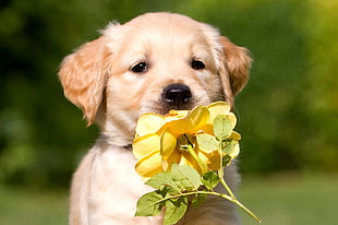 Golden Retriever puppy holding yellow flower