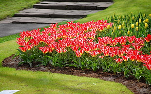 full-bloomed red petaled flowers garden HD wallpaper