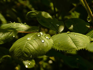 selective photography of leaves with water drops