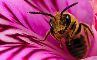 hornet on purple flower HD wallpaper