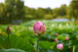 close-up photo of pink Lotus flower bud at daytime