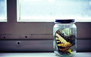 brown and black butterfly in clear glass jar