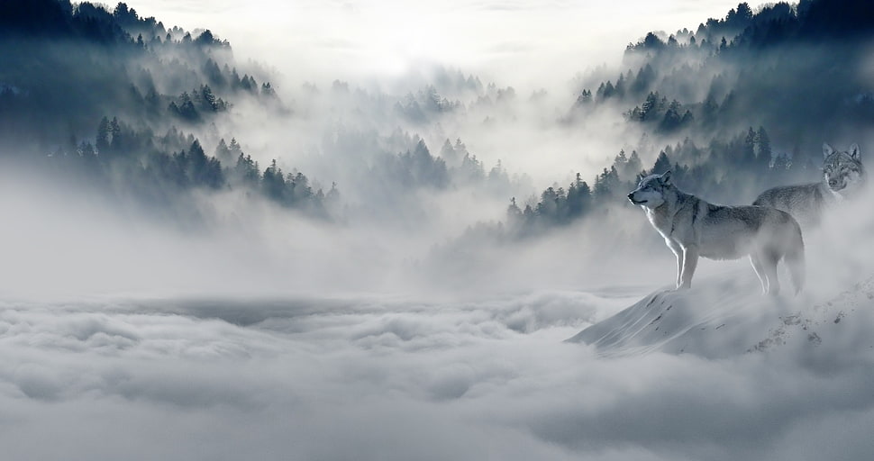 two Wolves on ice near snow covered forest HD wallpaper