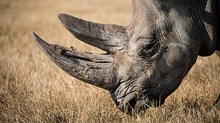gray rhinoceros, animals, rhino