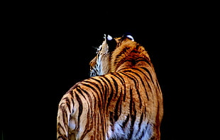 tiger illustration HD wallpaper