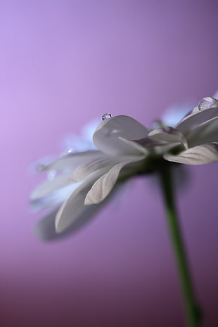selective photography of white petaled flower with morning dew