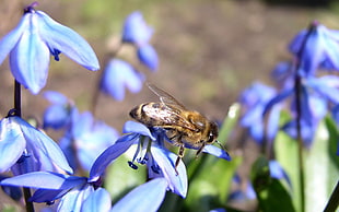 close-up photography of honeybee on blue petaled flower during daytime