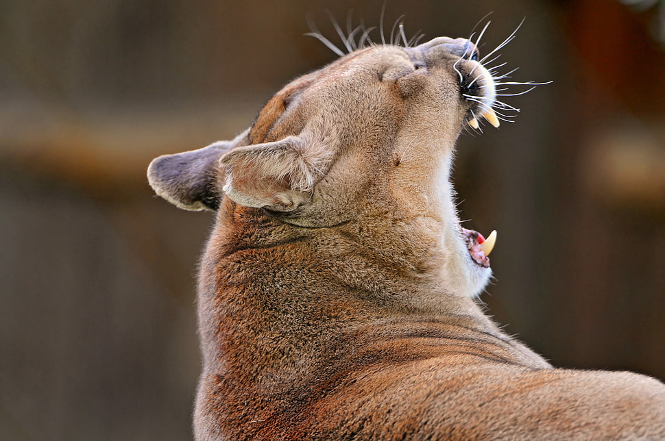 short-coated brown animal HD wallpaper