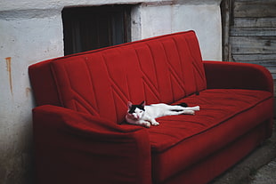 white and black Calico cat on red suede couch
