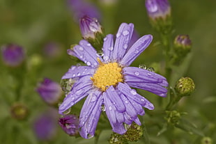 purple daisy with dew during daytime, aster