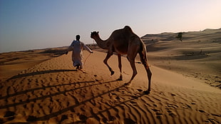 man tugging a camel in the desert