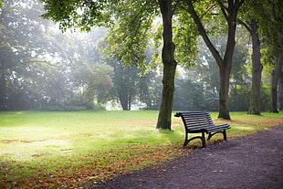 bench near pathway under trees HD wallpaper