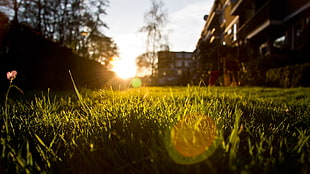 photo of green grass during sunset