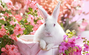 white rabbit in white basket near pink flowers
