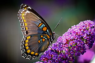 closeup photo of Painted Lady butterfly on purple petaled flower HD wallpaper