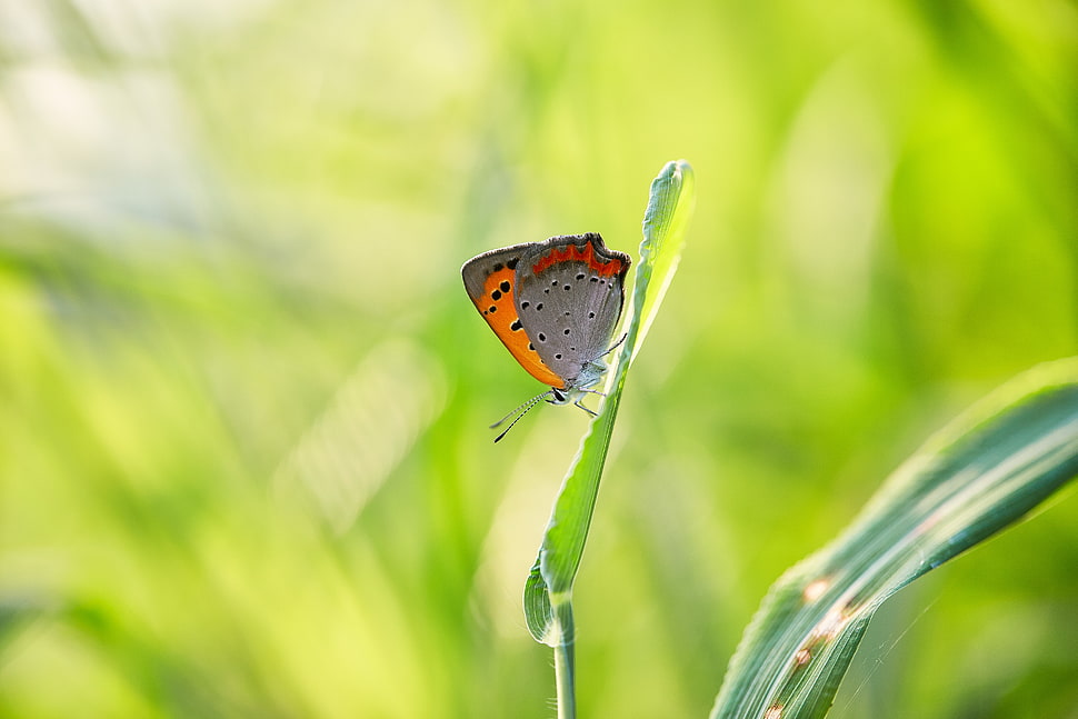 shallow focus  photography of gray and brown butterfly on green plant HD wallpaper