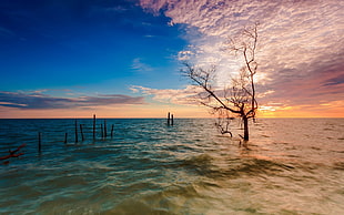 tree on body of water during dusk HD wallpaper