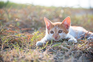selective focus of orange tabby kitten HD wallpaper