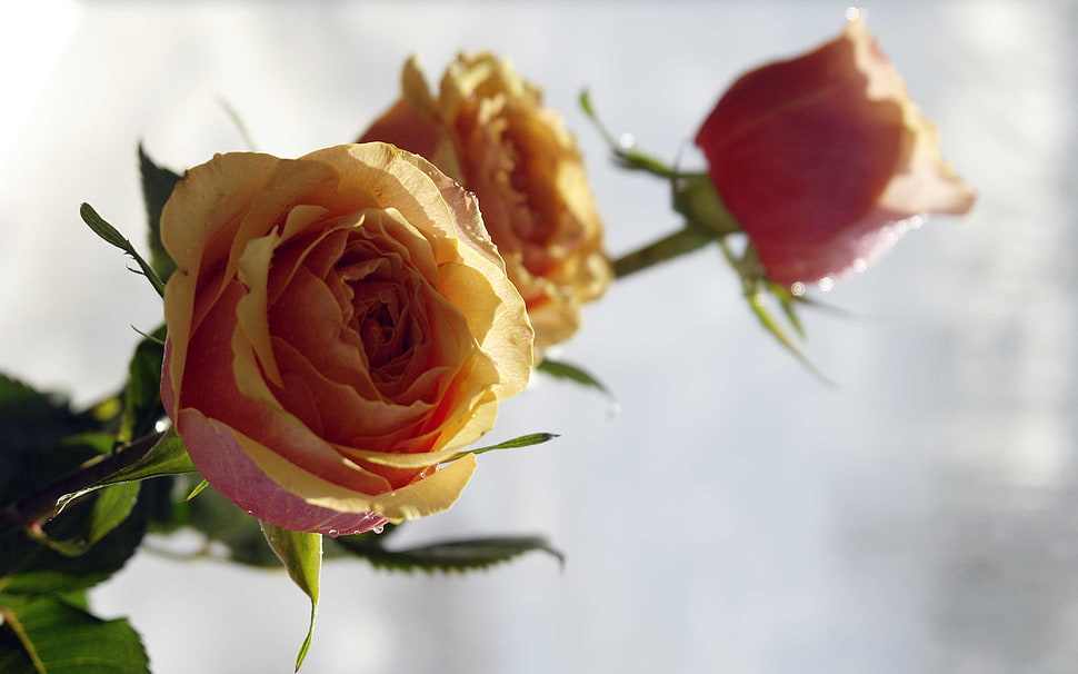 yellow-and-pink Roses in bloom HD wallpaper