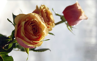 yellow-and-pink Roses in bloom HD wallpaper
