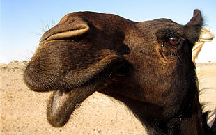 closeup photography of camel