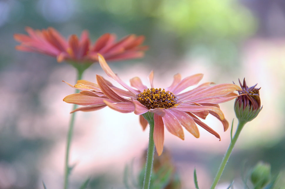 selective focus photography of orange petaled flowers HD wallpaper