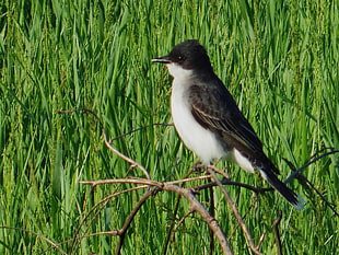 black and white bird standing on brand during daytime, eastern kingbird