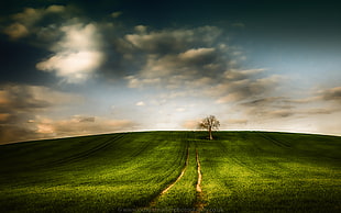photo of green grass field and one tree