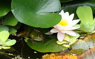 green bullfrog on green lily pad