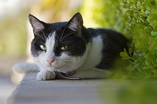 shallow focus photography of black and white cat beside green leaves plant