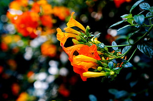 Flowers,  Buds,  Closeup,  Branch HD wallpaper