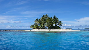 green palm trees, island, palm trees, sea, landscape