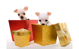 two short-coated puppies inside boxes