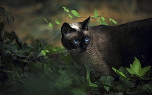 photo of of gray cat in the forest HD wallpaper